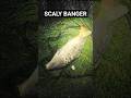 Catchin Carp at night. Carp fishing Ireland a lovely Scaly Banger brought to the net. #fishing
