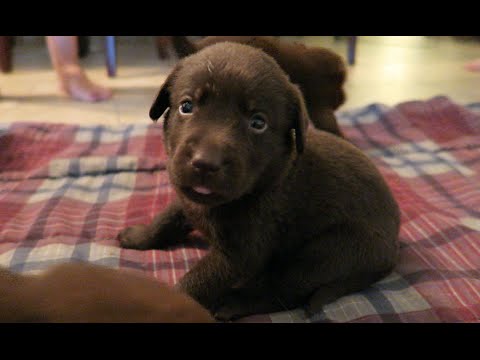 chocolate labs for sale