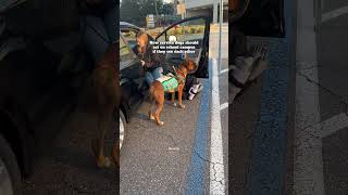 Service Dogs At School