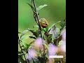 Red-billed Leiothrix | The Rainbow Songbird of the Forest 🐦🌈