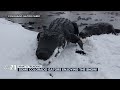 Some Colorado gators enjoying the snow! Yes, alligators in Colorado...
