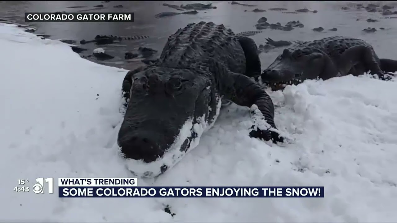 Some Colorado gators enjoying the snow! Yes, alligators in Colorado...