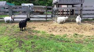Miniature silky fainting goats in Freetown