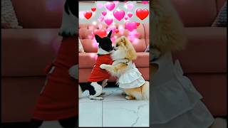 Happy Hug 🫂 Day #dog #pets #dogs #shortvideo #shortviral #pet