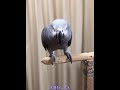 ケイのおしゃべり♪ 元気よく「はい!」😁