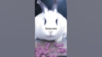 Bunny core