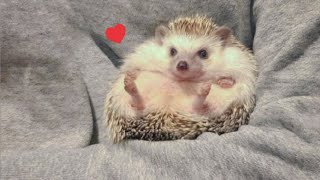 How To Make Hedgehog Happ