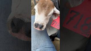 TAGGING BABIES #ranching #cow #calf #tagging