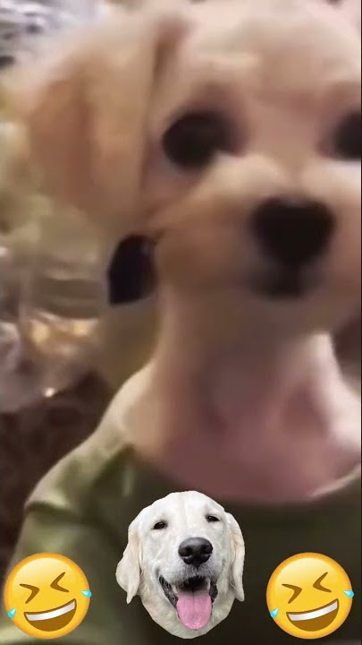Hey Hi Dog | Compilations Or Die Tik Tok Meme #shorts #ytshorts 🐶👋🏻😂🤣