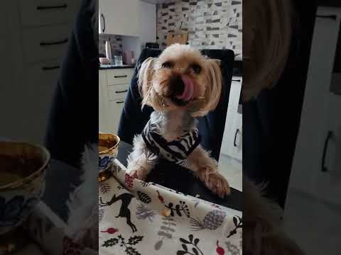 Видео: Винтажная собака