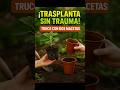 TRUCO para Trasplantar SIN DAÑAR RAÍCES 🌱 ¡Método Rápido con Dos Macetas!