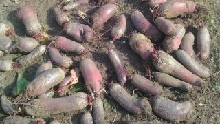Высадка рассады свёклы.Ньюансы.Петрушка рассадой?Почему? Капуста-кила,вредители.