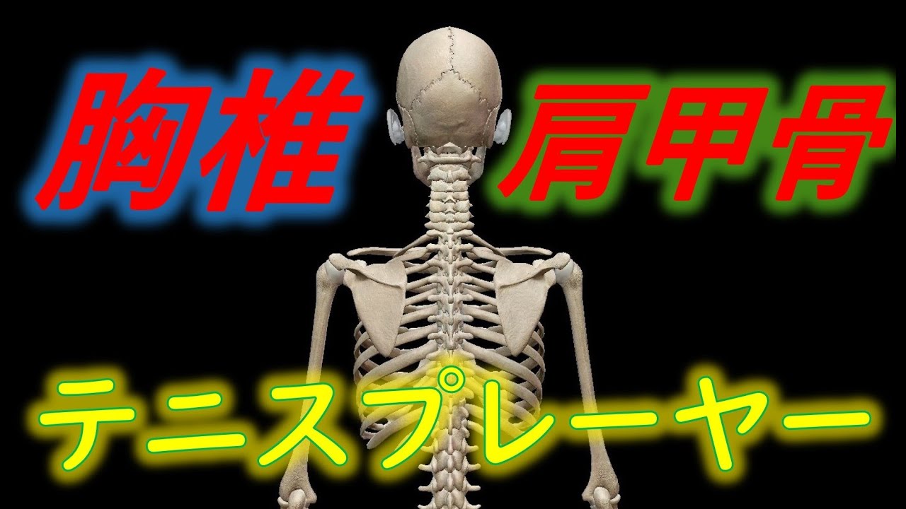 【座学】テニスプレーヤーと胸椎・肩甲骨の関係性【テニトレ】