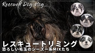 【保護犬vlog】レスキュートリミング・2年以上ぶり酷い毛玉のシーズー系ミックス　rescue dog grooming