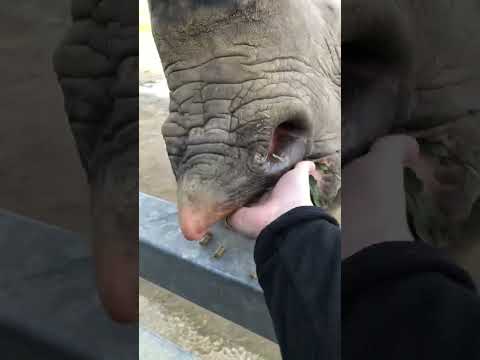 Ever Wondered What A Rhinos Tongue Looks Like Rhino Shorts Zoo