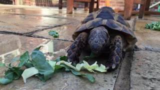 Tortoise eating cabbage