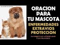 Oración para pedir por las mascotas, enfermedades, extravíos y protección