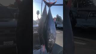 Bluefin Lift Up