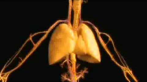 O que pode acontecer se a pessoa prender a respiração?