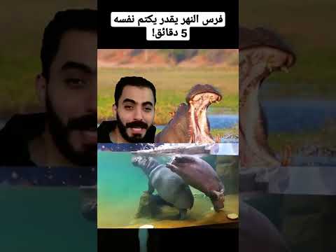 فيديو: هل تتنفس أفراس النهر تحت الماء؟