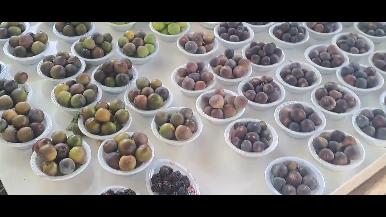 Masjid e Addas r.a Taif Ziarat | Taif incident/Taif main Rasool ALLAH ko pathar maray