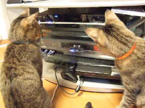 DVDレコーダーと闘う猫
