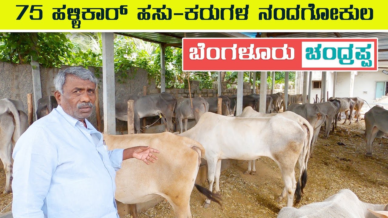 Hallikar Cows and Calves of Bangalore Chandrappa