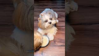 Piddiya Ko Meri Bate Lag Gai Buri 🤭 #minivlog #shorts #shihtzu #dog