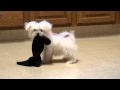 Maltese Puppy Attacking Dangerous Sock!  http://www.sonshineacres.com/ 402-994-5505
