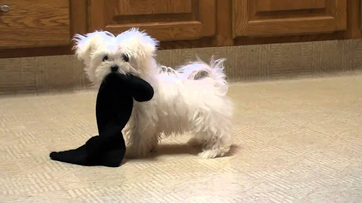 Maltese Puppy Attacking Dangerous Sock!  http://ww...