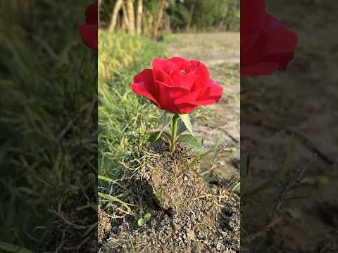 Thumbnail for Frog picking flowers from umbrellas #camping #bushcraft #survival #facts #skills #lifehacks