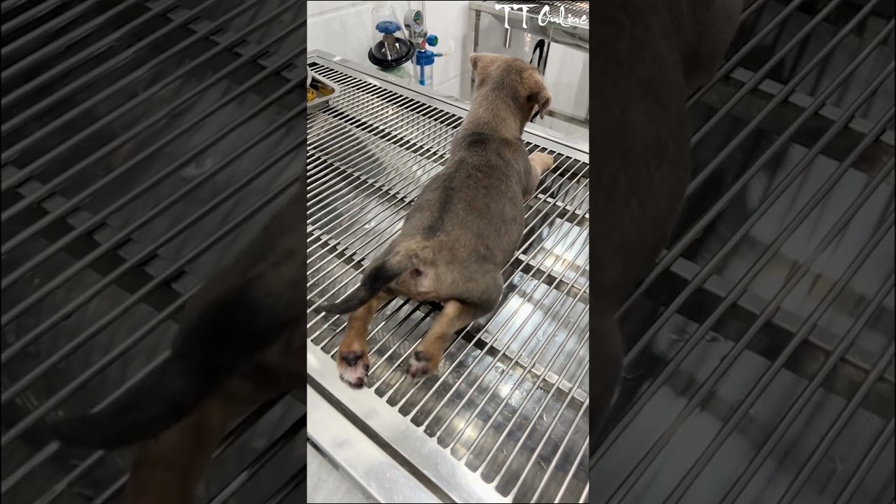 Paralyzed Puppy’s First Swim Ever