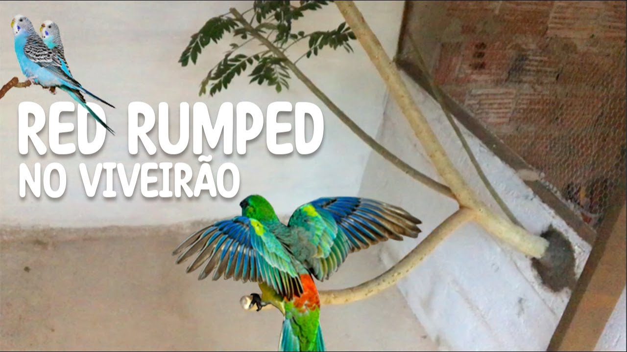 SOLTAMOS O RED RUMPED DENTRO DO NOVO VIVEIRO E TIRAMOS TODOS OS NINHOS | GERYS CRUZ