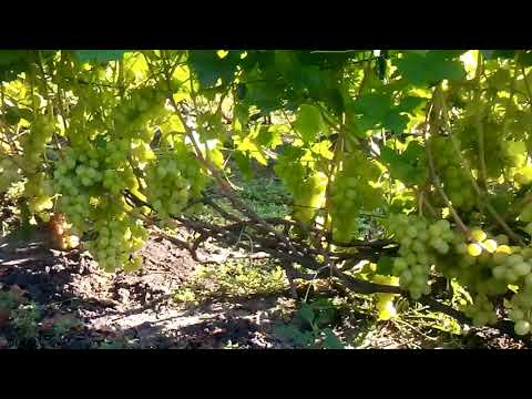 Сорт винограда Кеша розовая дымка