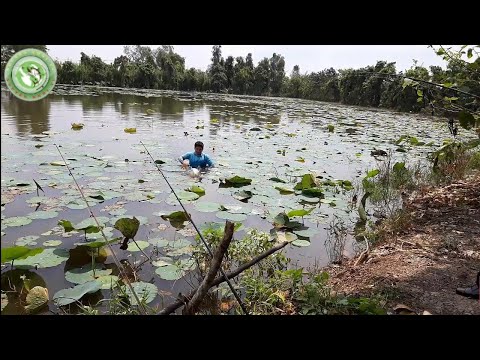 Video Câu cá ổ | Câu cá rừng tràm và kết quả cá ăn bay cả... - youtube