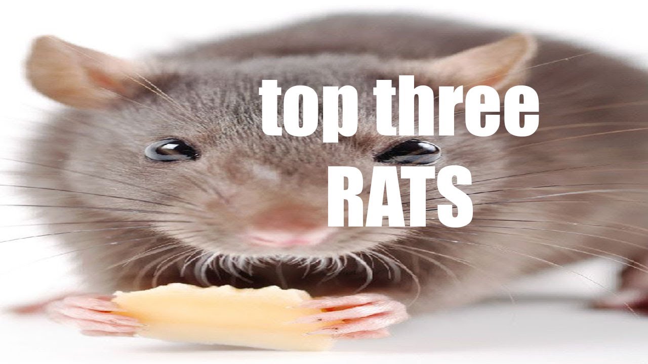 Top 3 Rats top three rats - YouTube