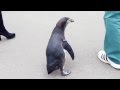 秋田市大森山動物園の ちゃしろ の動画、YouTube動画。