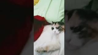 Don't touch My Children #chikay# #angry# opporeno5pro5g