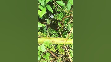 Câu nhấp cá rô đồng phần 23///@chuachactv