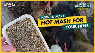 How to make Hot Mash for your Hens
How to make Hot Mash for your Hens
Hot mash is a nice warming treat to give to your hens in the colder Winter months. Follow our Hen Gurus Hot Mash recipe for your Chickens.
Thank you for watching this video and remember to Subscribe.
Comment any questions below.
Purchase your very own red mite resistant, recycled plastic, low maintenance chicken coop below.
Nestera UK: https://nestera.co.uk/pages/the-nestera-coop-range
Nestera US: https://nestera.us/pages/the-nestera-coop-range
Nestera FR: https://nestera.fr/pages/discover-the-nestera-coop
Nestera DE: https://nestera.de/pages/discover-the-nestera-coop
Nestera BE: https://nestera.be/pages/discover-the-nestera-coop
Nestera NL: https://nestera.nl/pages/discover-the-nestera-coop
Nestera ES: https://nestera.es/pages/discover-the-nestera-coop
Nestera IT: https://nestera.it/pages/discover-the-nestera-coop How to make Hot Mash for your Hens