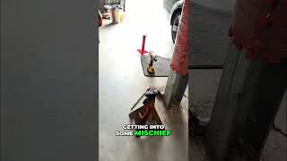 Unboxing &amp; Revealing BC Racing Coilovers for Our VE SS Track Ute! 🔥