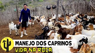 [VIDA NA ROÇA] Fazenda Morada Nova | Manejo dos Caprinos e Edglei Filho fala do assunto  Parte 03