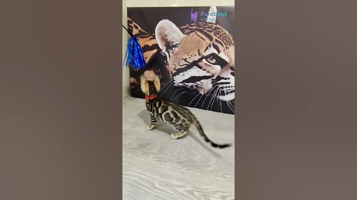 Watch the video about Meet Penny – Gorgeous Black Spotted Bengal Kitten 🐆 Vibrant Coat & Sweet Soul #BengalKitten #cat