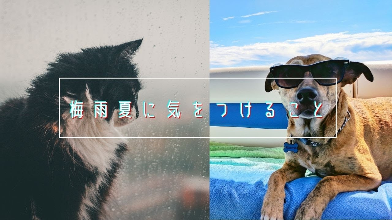 梅雨夏に気をつけること