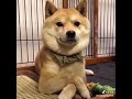 全力 豆千代くん