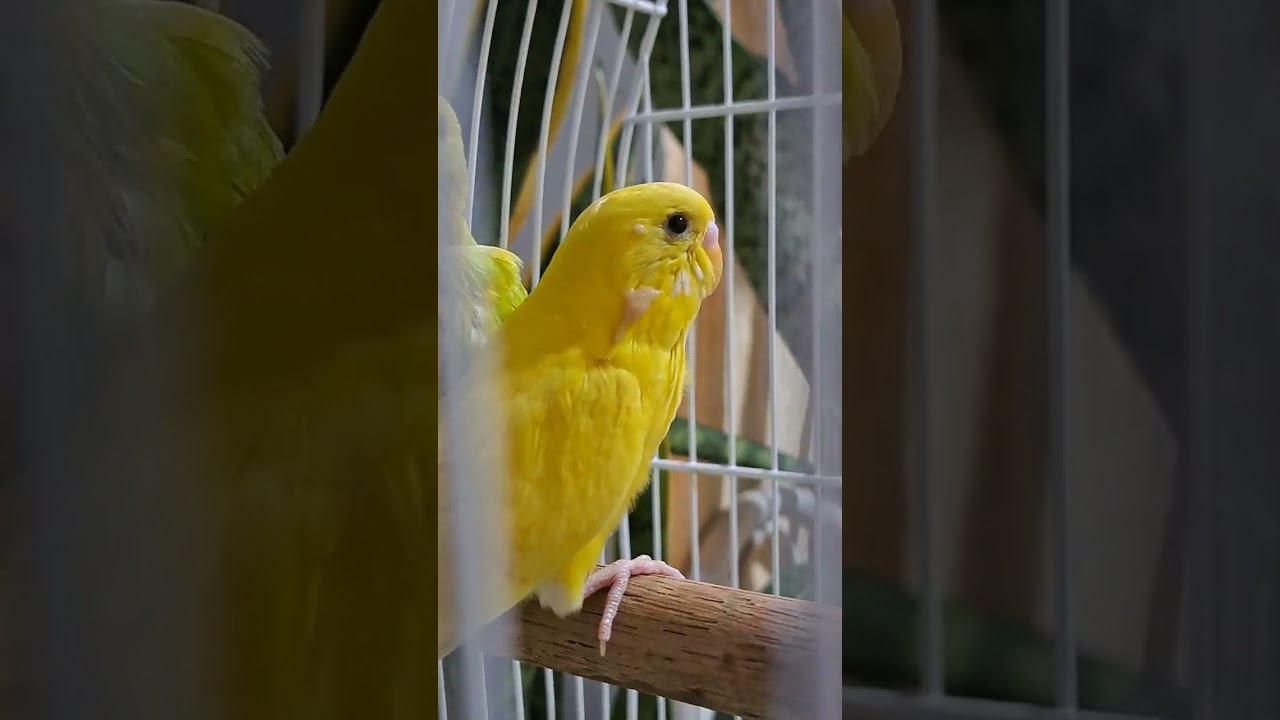 Projeto  Arlequim dominante Holandês  VS Corpo Claro Australiano (Coop).