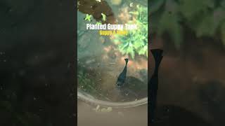 Feeding Guppies and molly. planted Guppy tank feeding Time. guppy fish. molly fish. all black molly