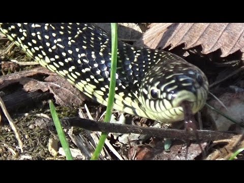 Speckled King Snake (Lampropeltis getula holbrooki)