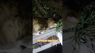 Когда котик проголодался ночью #котики #котенок #shorts#youtubeshorts #животные #милота