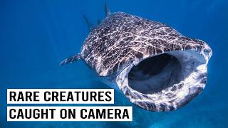 Rare Encounters: Footage of the Elusive Whale Shark Caught on Camera